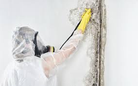 Best Airborne Mold Testing  in Briarcliff Manor, NY